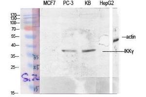 Western Blot (WB) analysis of specific cells using IKKgamma Polyclonal Antibody. (IKBKG 抗体  (Tyr363))