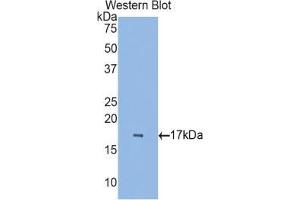 Western blot analysis of the recombinant protein. (RBP7 抗体  (AA 1-134))