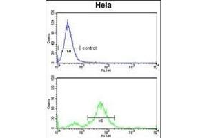 DAB2 Antibody (C-term) (ABIN652936 and ABIN2842598) flow cytometry analysis of Hela cells (bottom histogram) compared to a negative control cell (top histogram). (DAB2 抗体  (C-Term))