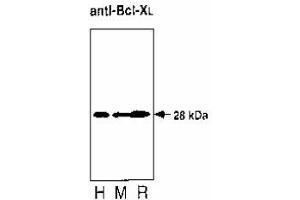 Image no. 1 for anti-BCL2-Like 1 (BCL2L1) antibody (ABIN187417) (BCL2L1 抗体)