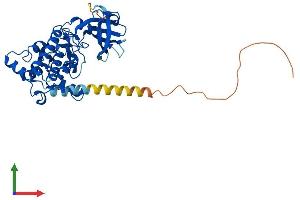 Protein Structure (PS) image for Death-Associated Protein Kinase 2 (DAPK2) (AA 1-370) protein (His tag) (ABIN7553657)