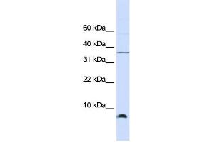 Western Blotting (WB) image for anti-Heat Shock 10kDa Protein 1 (Chaperonin 10) (HSPE1) antibody (ABIN2459791) (HSPE1 抗体)