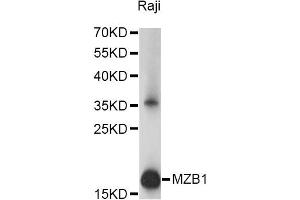 Western blot analysis of extracts of Raji cells, using MZB1 antibody (ABIN6293986) at 1:1000 dilution. (MZB1 抗体)
