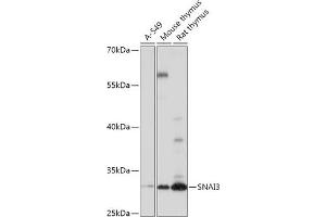 Western blot analysis of extracts of various cell lines, using SN antibody (ABIN7270379) at 1:1000 dilution. (SNAI3 抗体  (AA 7-186))