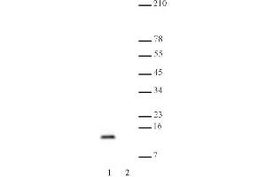 Histone H4 dimethyl Lys20 mAb tested by Western blot. (Histone H4 抗体  (2meLys20))