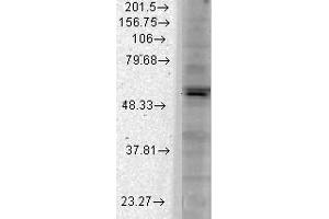 Western Blotting (WB) image for anti-Potassium Inwardly-Rectifying Channel, Subfamily J, Member 2 (KCNJ2) (Internal Region) antibody (ABIN6657695)