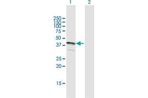 Western Blot analysis of FLJ22167 expression in transfected 293T cell line by FLJ22167 MaxPab polyclonal antibody. (FLJ22167 (AA 1-316) 抗体)