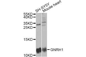 Western blot analysis of extracts of various cell lines, using GNRH1 antibody (ABIN5973277) at 1/1000 dilution. (GNRH1 抗体)