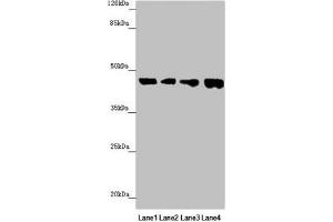 Western blot All lanes: FBXO22 antibody at 1. (FBXO22 抗体  (AA 104-403))