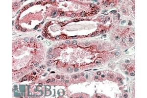 ABIN571011 (5µg/ml) staining of paraffin embedded Human Kidney. (GGCX 抗体  (C-Term))