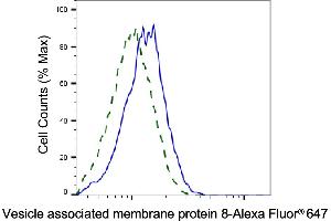 Validation of Vesicle associated membrane protein 8 knockdown using flow cytometry. (Recombinant VAMP8 抗体)