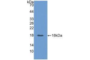 Western blot analysis of recombinant Pig ANGPT2. (Angiopoietin 2 抗体  (AA 89-206))