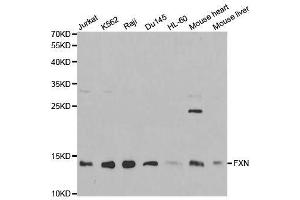 Western blot analysis of extracts of various cell lines, using FXN antibody. (Frataxin 抗体  (AA 42-210))