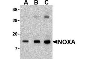 Western Blotting (WB) image for anti-Phorbol-12-Myristate-13-Acetate-Induced Protein 1 (PMAIP1) (N-Term) antibody (ABIN1031489) (NOXA 抗体  (N-Term))