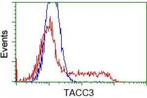 Image no. 7 for anti-Transforming, Acidic Coiled-Coil Containing Protein 3 (TACC3) antibody (ABIN1498097) (TACC3 抗体)