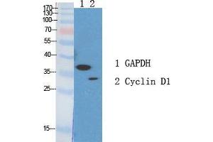 Western Blot (WB) analysis of specific cells using Cyclin D1 Polyclonal Antibody. (Cyclin D1 抗体  (Ser166))