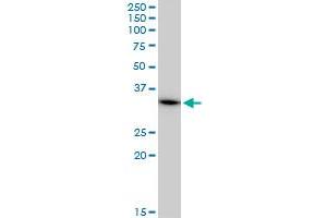 MRPL1 monoclonal antibody (M02), clone 2C4. (MRPL1 抗体  (AA 1-303))