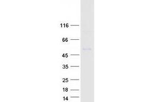 KCNJ6 Protein (Myc-DYKDDDDK Tag)