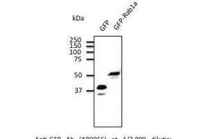Anti-GFP Ab at 2/2,000 dilutio transfected 293HEK cell lysates at 100 µg p Iane, rabbit polyclonal to goat Iµg (HRP) 1/20,000 dilution. (GFP 抗体)