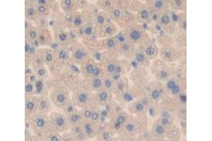 IHC-P analysis of Mouse Tissue, with DAB staining. (MPST 抗体  (AA 1-297))