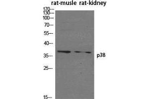 Western Blot (WB) analysis of specific cells using p38 Polyclonal Antibody. (MAPK14 抗体  (Ser272))