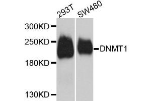 Western blot analysis of extracts of various cell lines, using Dnmt1 antibody (ABIN5973205) at 1/1000 dilution. (DNMT1 抗体)