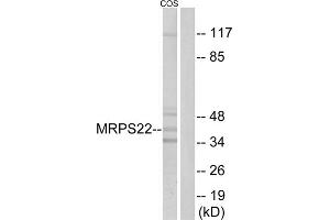 Western blot analysis of extracts from COS cells, using MRPS22 antibody. (MRPS22 抗体  (Internal Region))