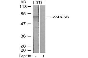 Image no. 2 for anti-Myristoylated Alanine-Rich Protein Kinase C Substrate (MARCKS) (Ser158) antibody (ABIN197560) (MARCKS 抗体  (Ser158))