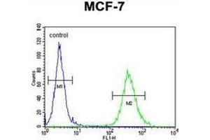 Flow cytometric analysis of MCF-7 cells (right histogram) compared to a negative control cell (left histogram) using CYB561D1 Antibody (C-term). (CYB561D1 抗体  (C-Term))