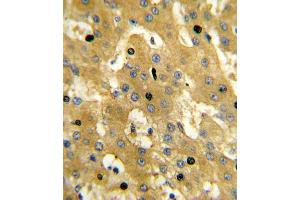 Immunohistochemistry (IHC) image for anti-Sterol Carrier Protein 2 (SCP2) antibody (ABIN3003846) (SCP2 抗体)