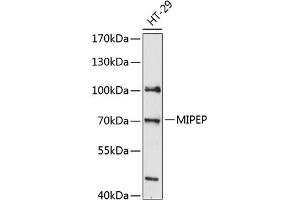 Western blot analysis of extracts of HT-29 cells, using MIPEP antibody  at 1:3000 dilution. (MIPEP 抗体  (AA 504-713))