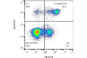 Surface staining (flow cytometry) of human peripheral blood with anti-human CD73 (AD2) PE. (CD73 抗体  (PE))