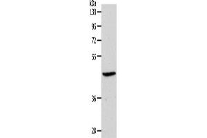 Western Blotting (WB) image for anti-Sphingosine-1-Phosphate Receptor 3 (S1PR3) antibody (ABIN2427003) (S1PR3 抗体)