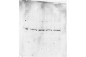 Human myeloma cell (BMI1 抗体  (C-Term))