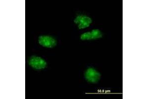 Image no. 2 for anti-Forkhead Box A2 (FOXA2) (AA 363-458) antibody (ABIN466039) (FOXA2 抗体  (AA 363-458))