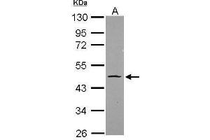 WB Image Sample (20 ug) A: HeLa nucleus 10% SDS PAGE antibody diluted at 1:1000 (OCT4 抗体)