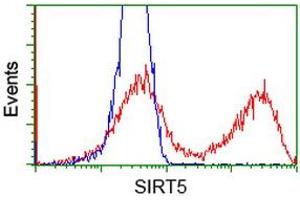 HEK293T cells transfected with either RC200189 overexpress plasmid (Red) or empty vector control plasmid (Blue) were immunostained by anti-SIRT5 antibody (ABIN2454846), and then analyzed by flow cytometry. (SIRT5 抗体)