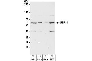 anti-Ubiquitin Specific Peptidase 14 (USP14) (AA 350-400) antibody