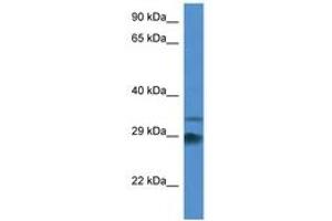 ODF1 anticorps  (AA 117-166)