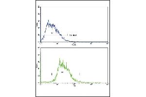 Flow cytometric analysis of HepG2 cells using SOX9 Antibody (bottom histogram) compared to a negative control cell (top histogram). (SOX9 抗体  (AA 231-260))