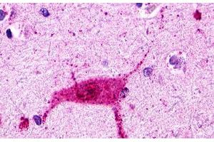 Image no. 1 for anti-Histamine Receptor H3 (HRH3) (Cytoplasmic Domain) antibody (ABIN1048962) (HRH3 抗体  (Cytoplasmic Domain))