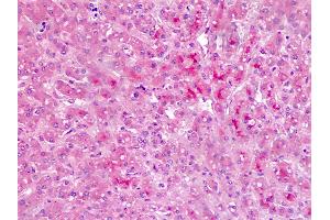 Anti-Bikunin / AMBP antibody IHC staining of human liver. (AMBP 抗体  (AA 77-104))