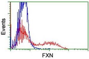 Image no. 2 for anti-Frataxin (FXN) antibody (ABIN1498335) (Frataxin 抗体)