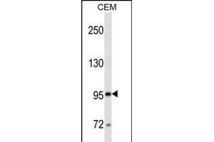 E/CD10 (ABIN1539806 and ABIN2843797) western blot analysis in CEM cell line lysates (35 μg/lane). (MME 抗体  (AA 272-300))