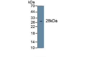 WB of Protein Standard: different control antibodies  against Highly purified E. (COL1A1 ELISA 试剂盒)