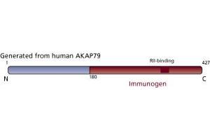 Image no. 3 for anti-A Kinase (PRKA) Anchor Protein 5 (AKAP5) (AA 180-427) antibody (ABIN967900) (AKAP5 抗体  (AA 180-427))