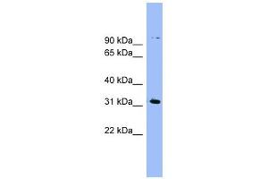LRRC52 antibody used at 1 ug/ml to detect target protein. (LRRC52 抗体  (N-Term))