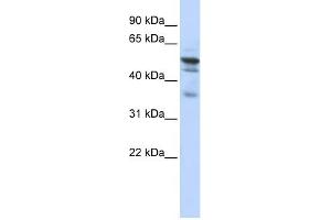 WB Suggested Anti-NMT1 Antibody Titration:  0. (NMT1 抗体  (N-Term))