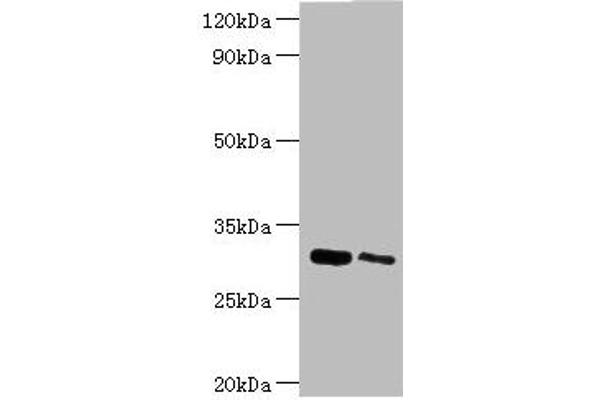 CLIC4 抗体  (AA 1-253)