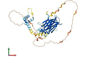 AlphaFold protein structure predicition of Human Recombinant TEAD2 Protein, UniprotID Q15562